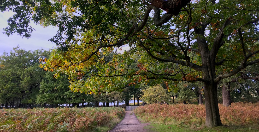 Richmond Park