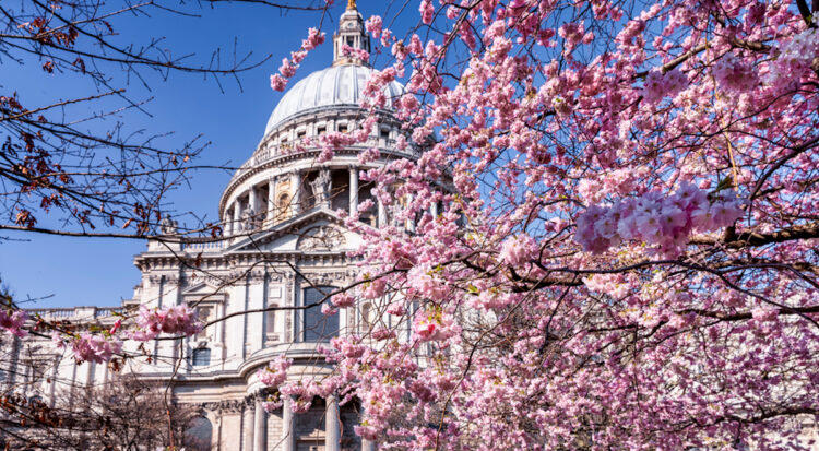 cherry-blossom-londres
